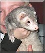 Lou the Ferret