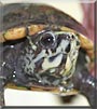 Schmertt the Turtle