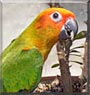 Lila the Conure