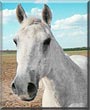 Colonel Sanders the Quarter Horse, Arabian
