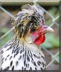 Simon the Appenzeller Spitzhauben hen