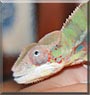 Declan the Panther Chameleon