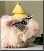 Papi the Guinea Pig