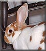 Hershey the Mini Rex Rabbit