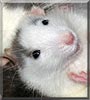 Fuddles the Fancy Rat