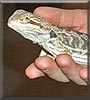 Rex the Bearded Dragon