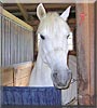 Graylight the Welsh Cob pony