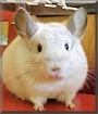 Waldo the Mosaic Chinchilla