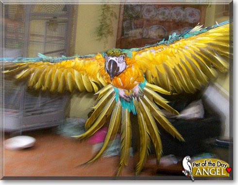 Angel, the Pet of the Day