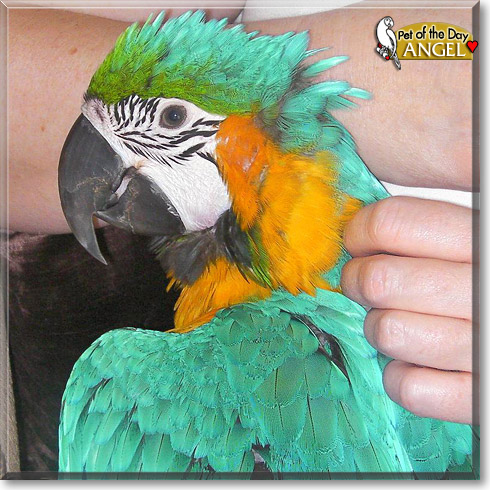 Angel, the Pet of the Day