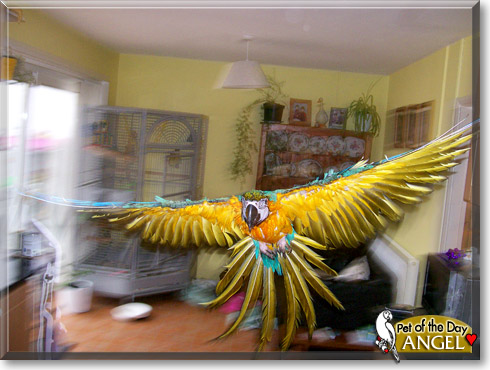 Angel, the Pet of the Day