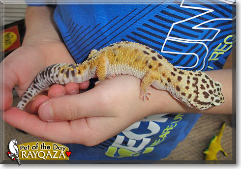 Rayqaza, the Pet of the Day