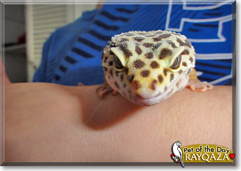 Rayqaza, the Pet of the Day