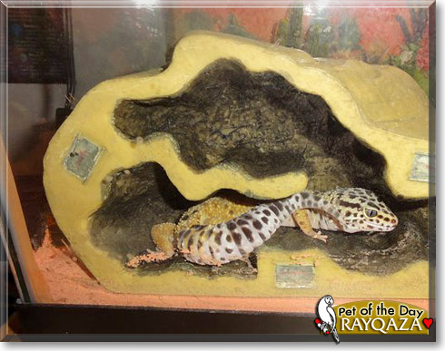 Rayqaza, the Pet of the Day