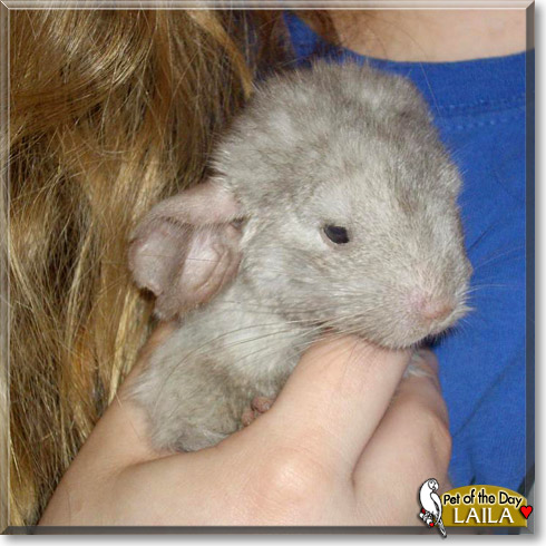Laila, the Pet of the Day