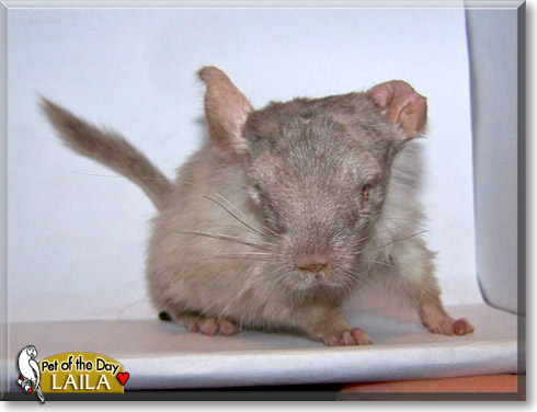 Laila, the Pet of the Day