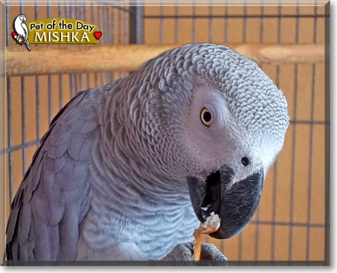 Mishka, the Pet of the Day