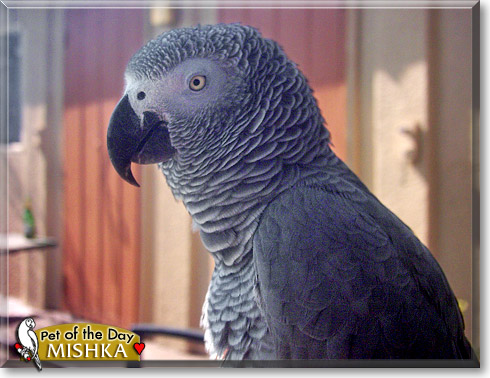 Mishka, the Pet of the Day