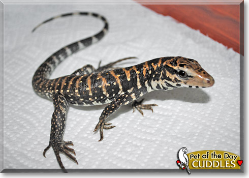 Cuddles, the Pet of the Day Cuddles, the Pet of the Day