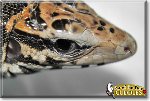 Cuddles, the Pet of the Day Cuddles, the Pet of the Day
