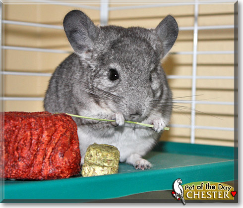 Chester, the Pet of the Day