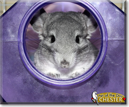 Chester, the Pet of the Day