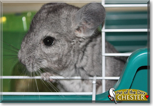 Chester, the Pet of the Day
