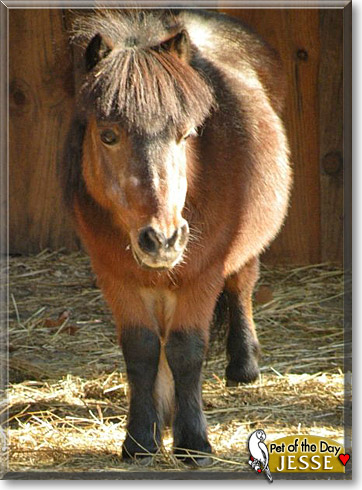 Jesse, the Pet of the Day Jesse, the Pet of the Day