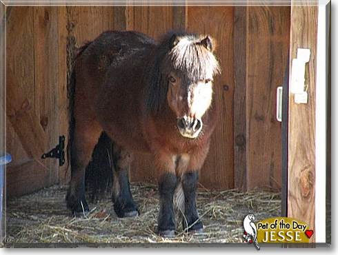 Jesse, the Pet of the Day Jesse, the Pet of the Day