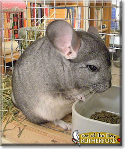 Rutherford, the Pet of the Day