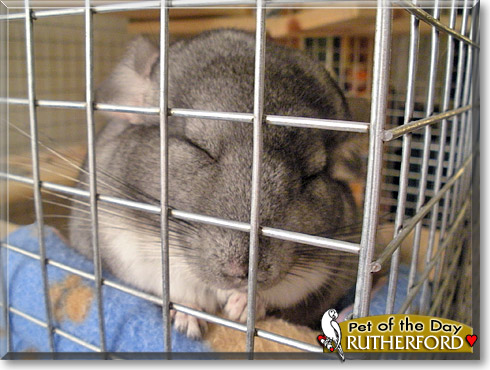Rutherford, the Pet of the Day