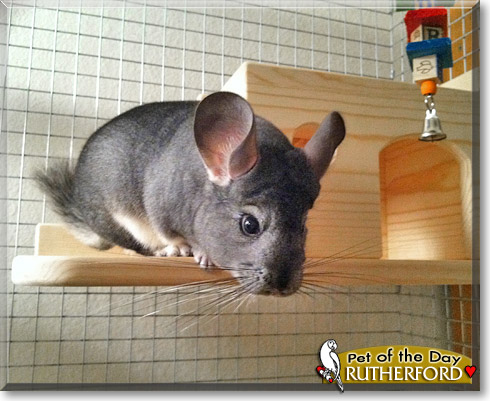 Rutherford, the Pet of the Day