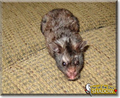 Shadow, the Pet of the Day Shadow, the Pet of the Day