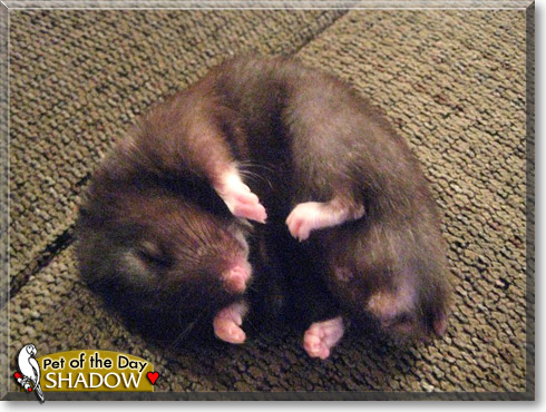 Shadow, the Pet of the Day Shadow, the Pet of the Day