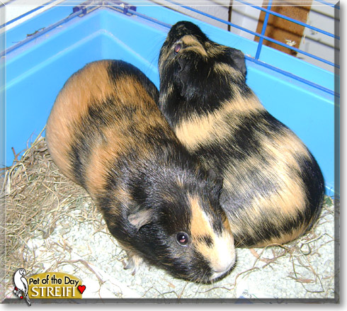 Streifi, the Pet of the Day