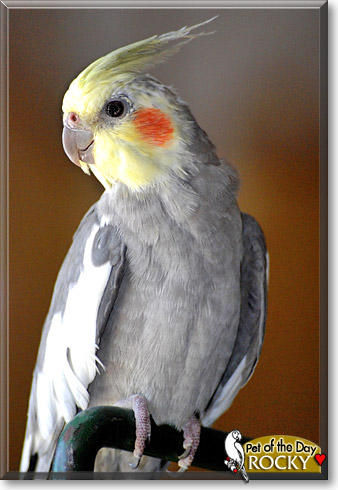 Rocky, the Pet of the Day