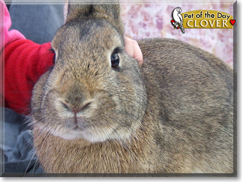 Clover, the Pet of the Day