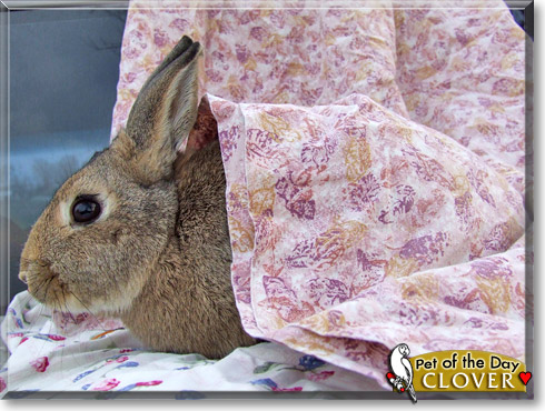 Clover, the Pet of the Day