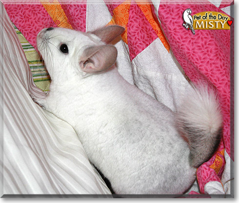 Misty, the Pet of the Day Misty, the Pet of the Day