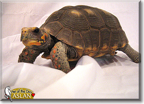 Aslan, the Pet of the Day