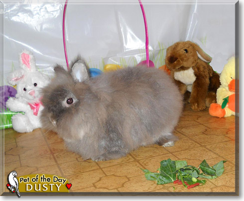 Dusty, the Pet of the Day
