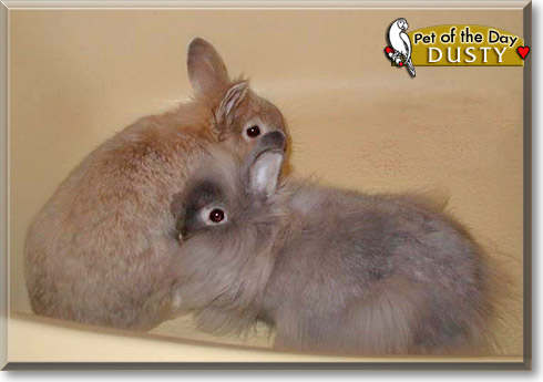 Dusty, the Pet of the Day