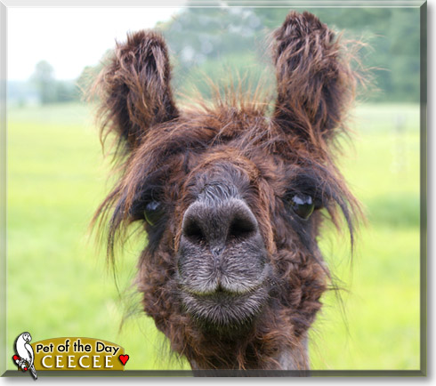 CeeCee, the Pet of the Day