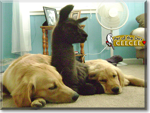 CeeCee, the Pet of the Day