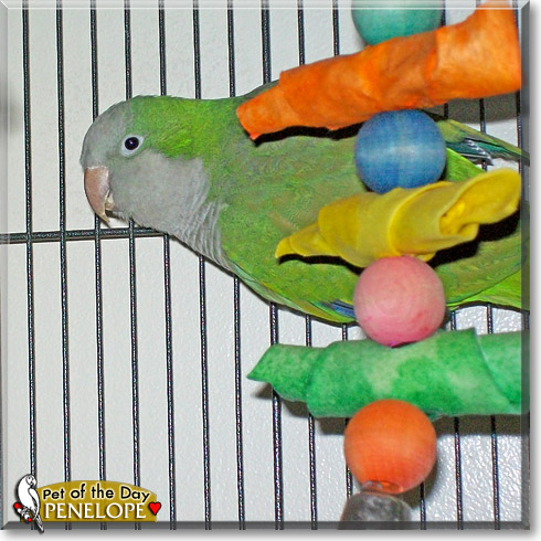 Penelope, the Pet of the Day