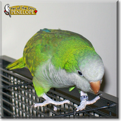 Penelope, the Pet of the Day
