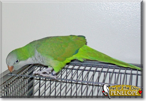 Penelope, the Pet of the Day