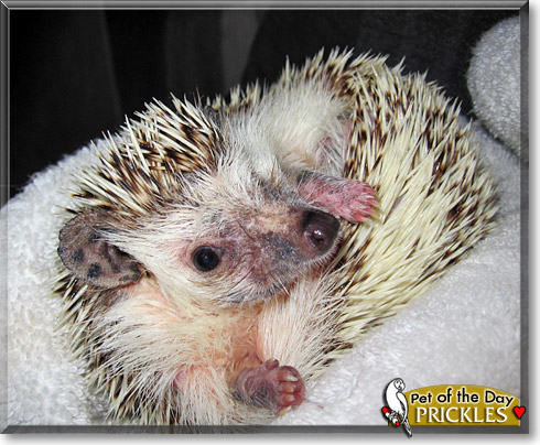 Prickles, the Pet of the Day