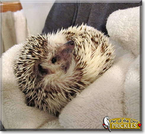 Prickles, the Pet of the Day