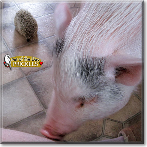 Prickles, the Pet of the Day